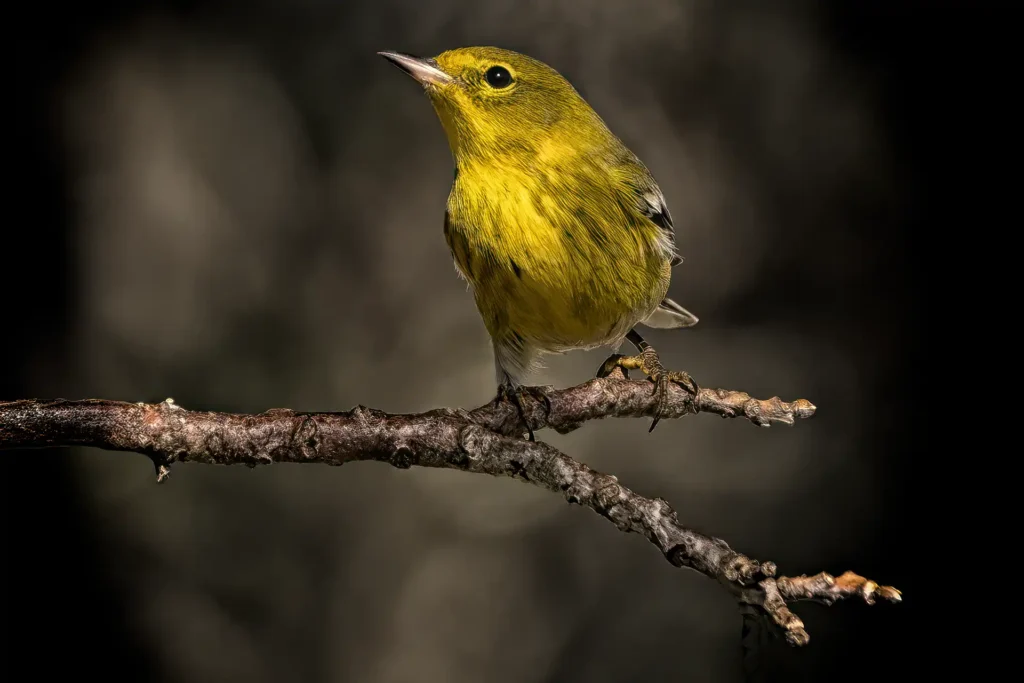 BIRD_1