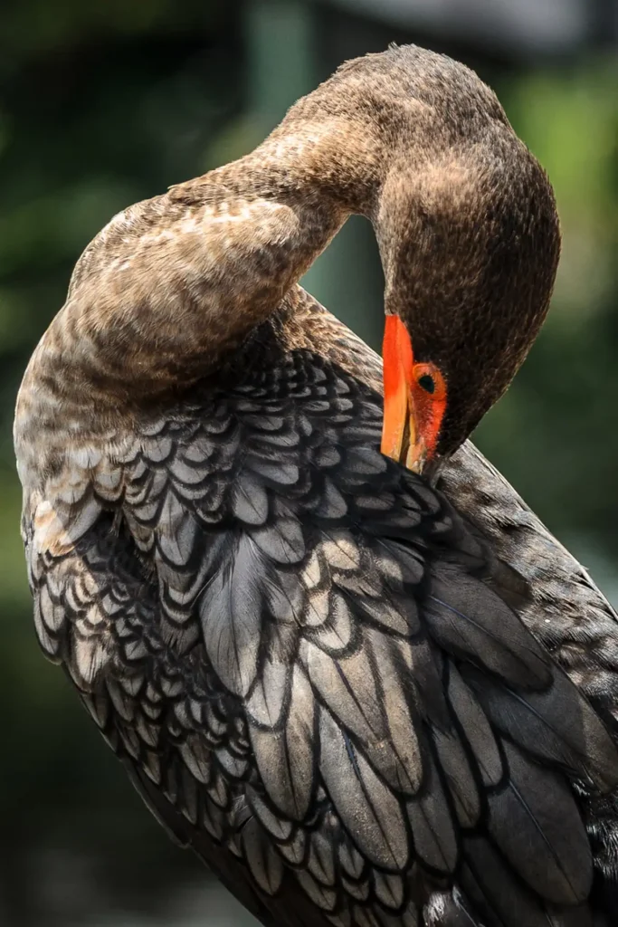 BIRD_2