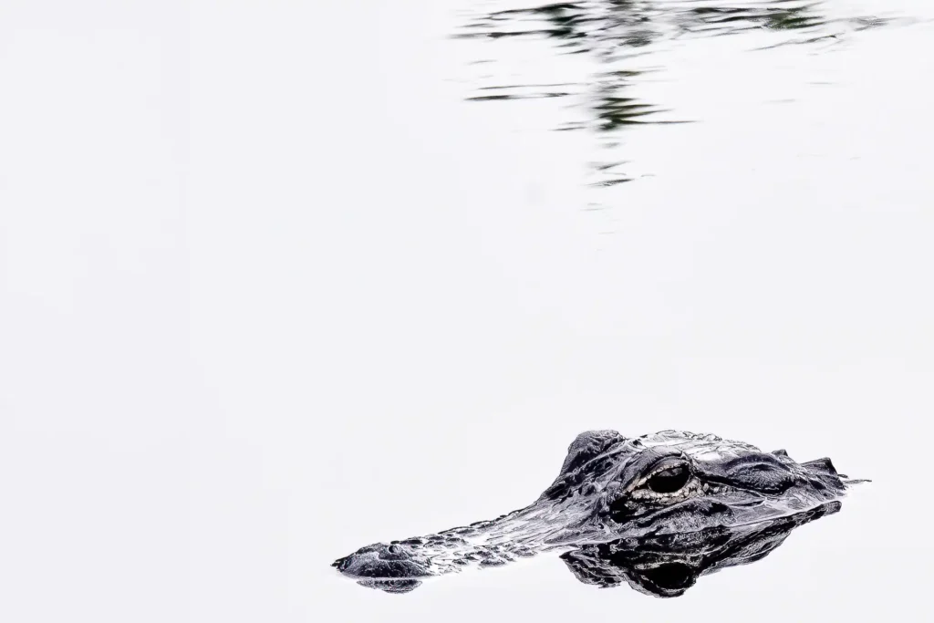 GATOR_1