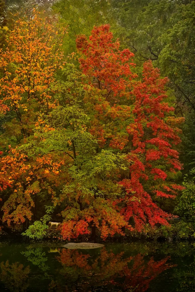 CP_FALL_COLOR_DOG_AT_POND