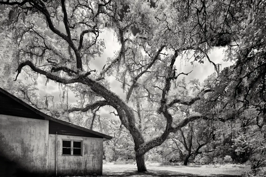 FARM_TREE_&_SHED