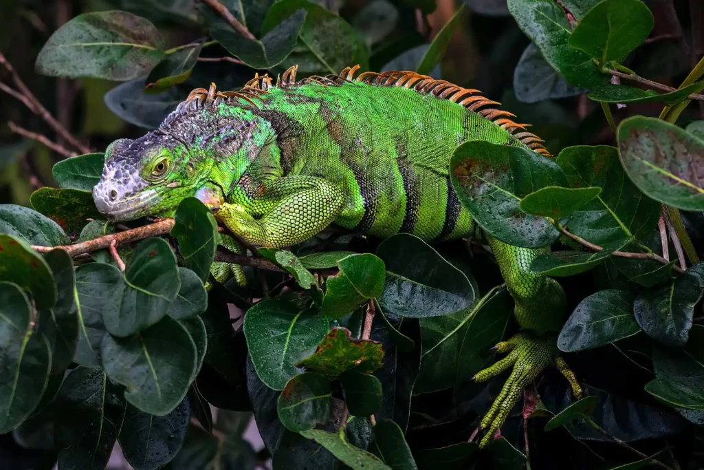 Iguana