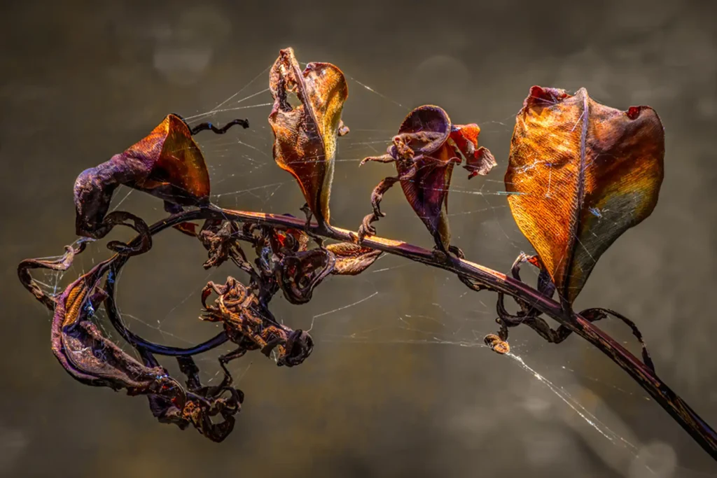 Aged_Branch