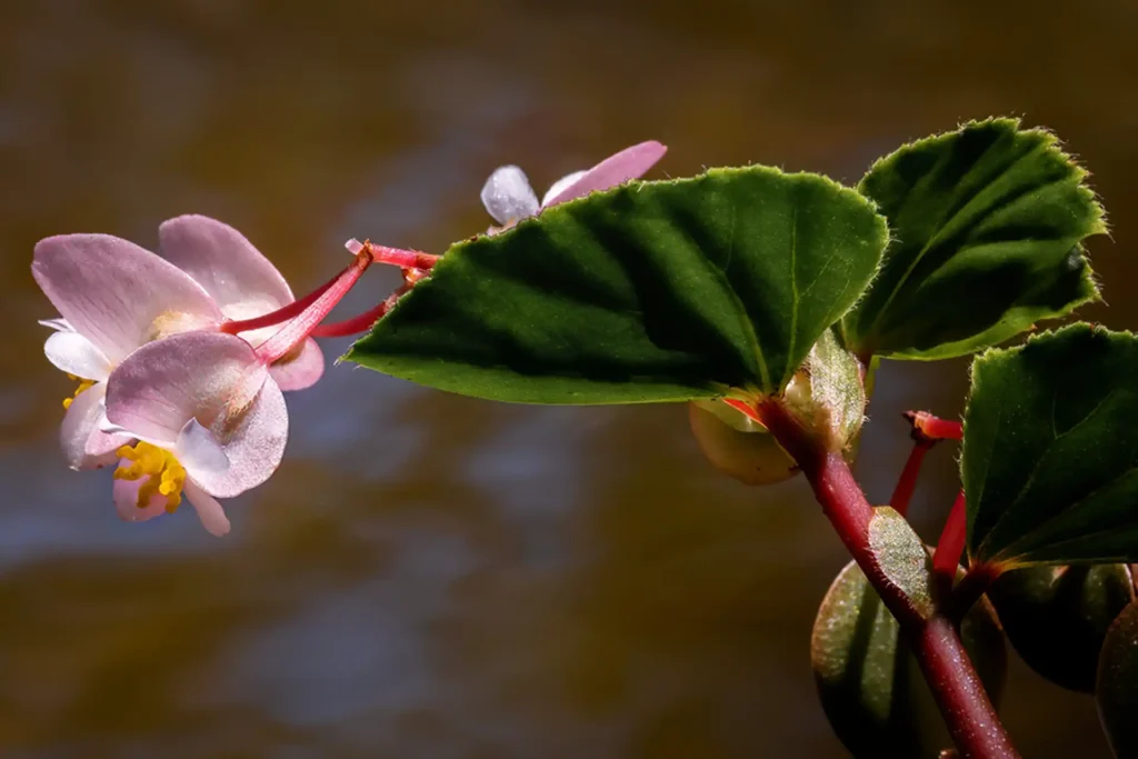 Flora_PINK_GREEN
