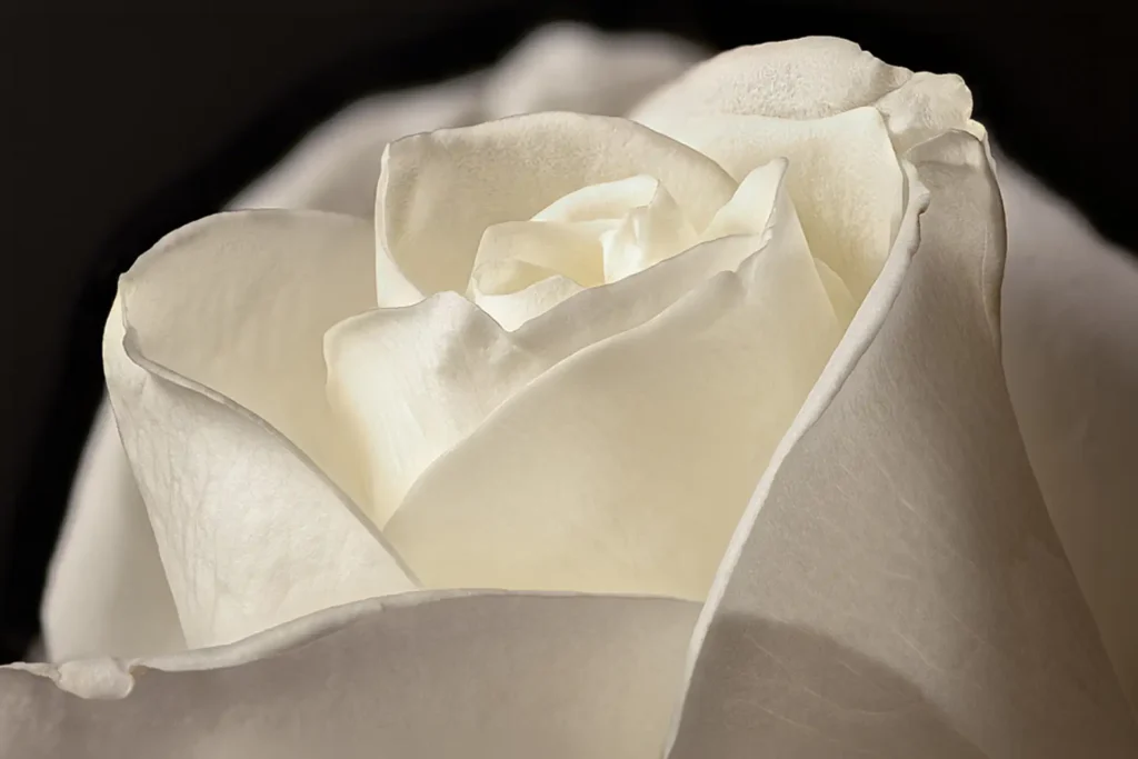 Flora_WHITE_ROSE