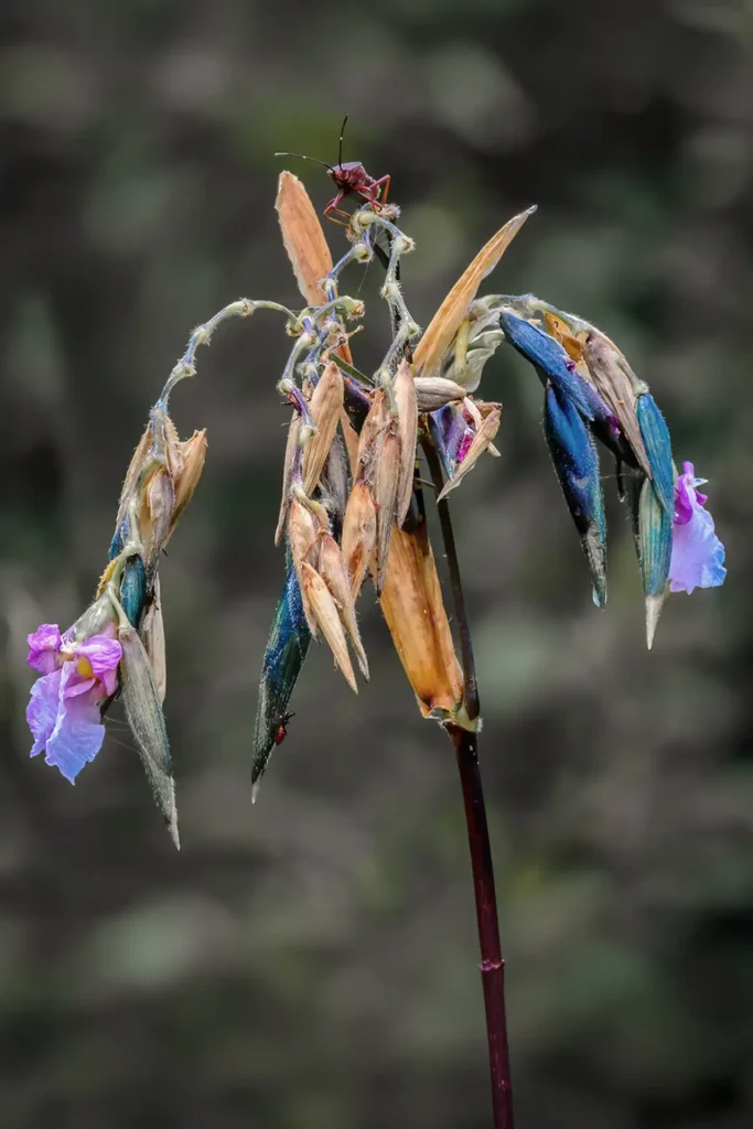 Flora_fauna_2