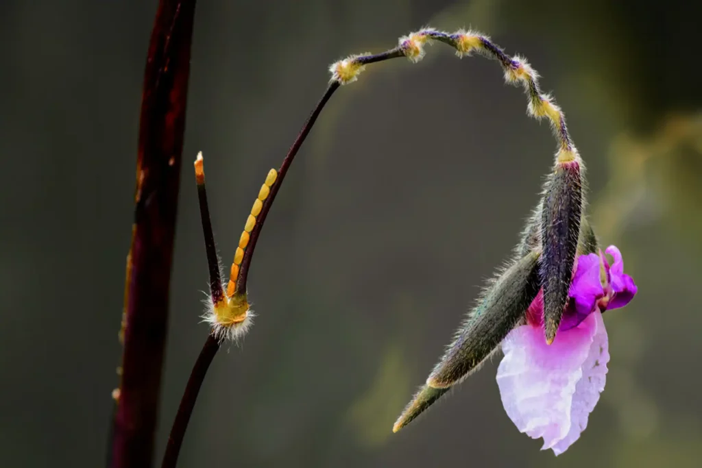 Flora_flower1