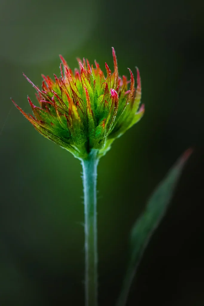 Flora_flower_4