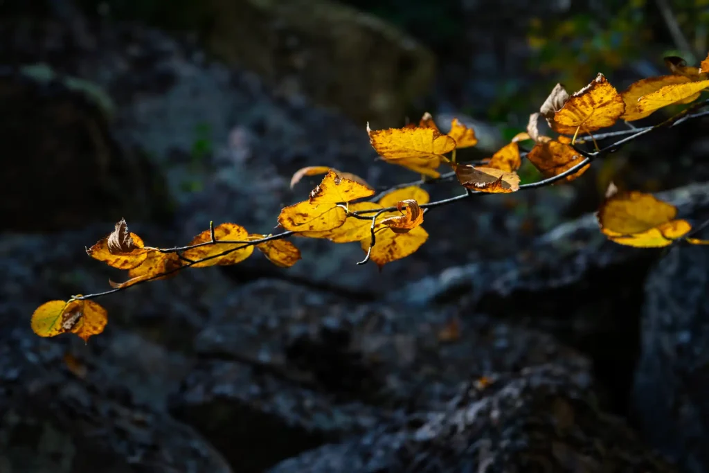 MAINE_BRANCH_1