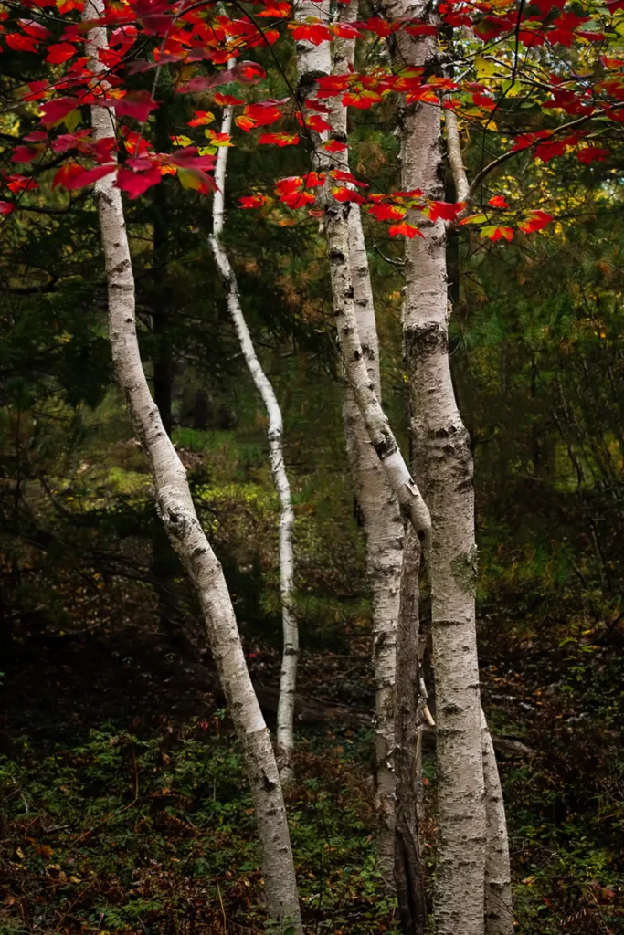 MAINE_TOUCH_OF_RED