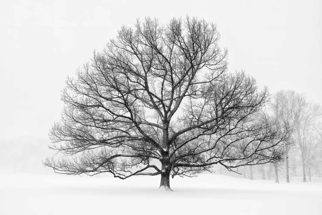 SHEEP_MEADOW_1