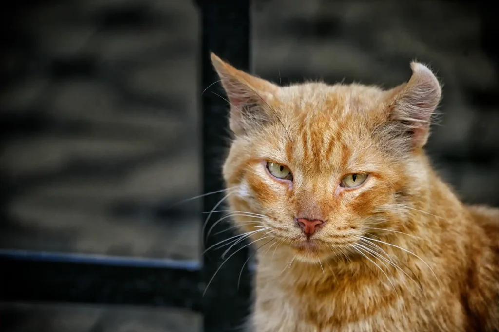 CAT_IN_DOORWAY