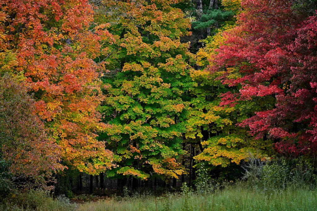 TRIPLE_COLOR_2
