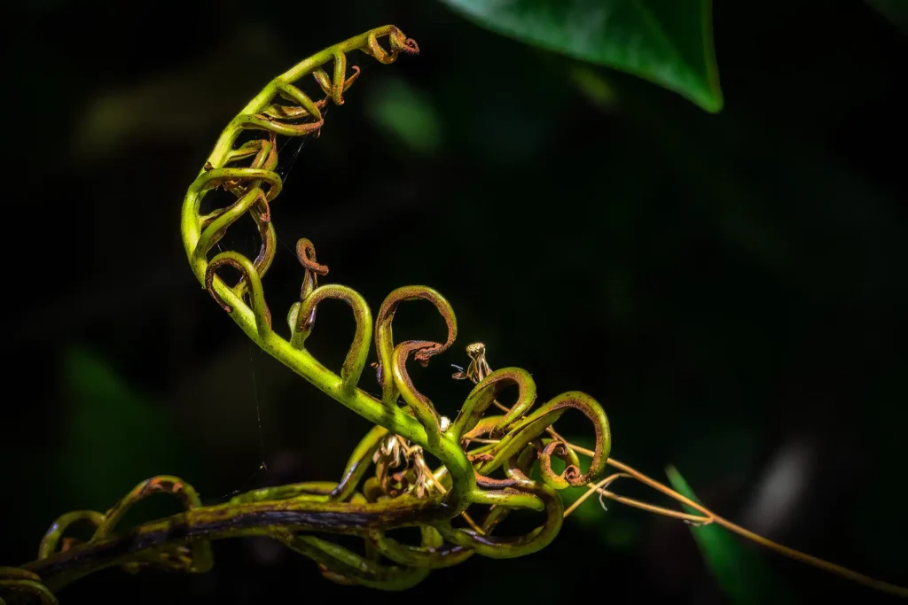 CURLY_VINE