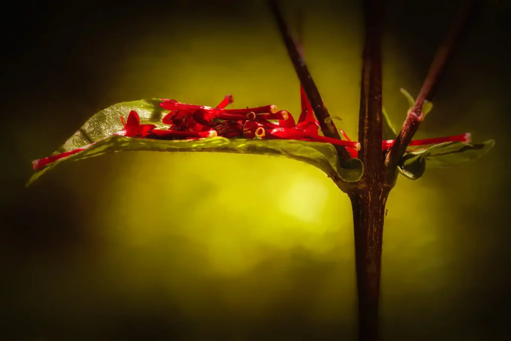 PISTILS
