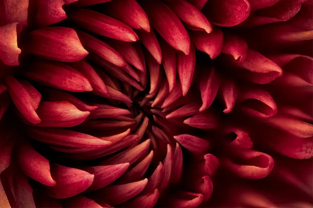 RED_DHALIA