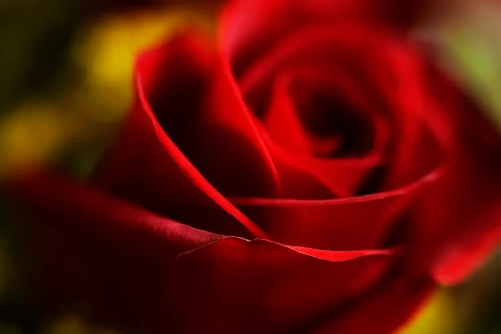 ROSE_1