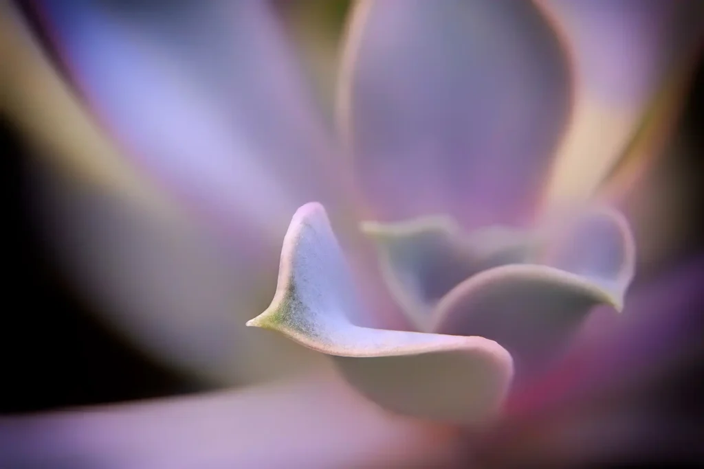 SUCCULENT_1