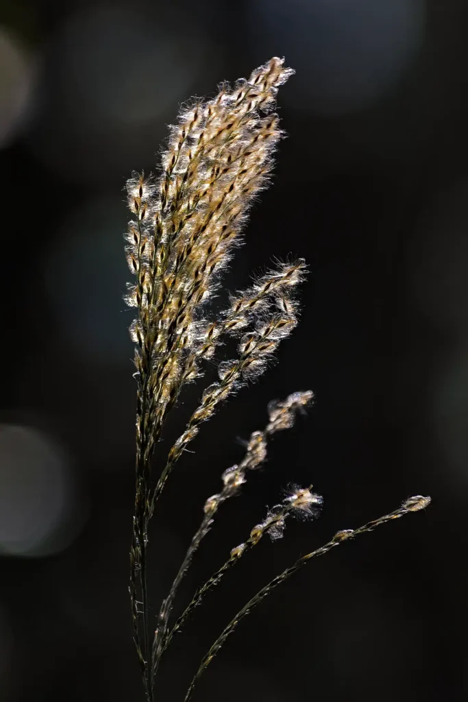 Willow_2