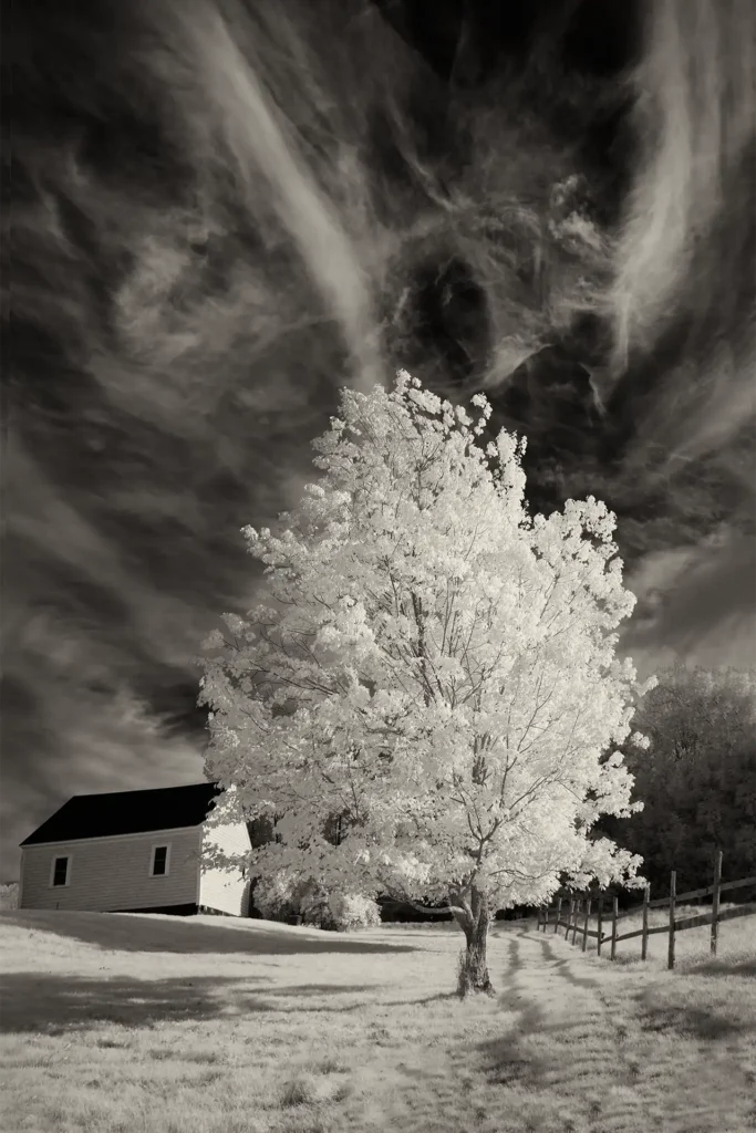 HOPE_MAINE_TREE_IR