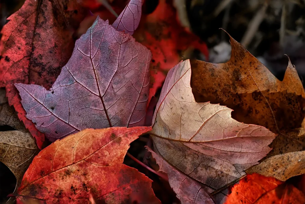 LEAVES1