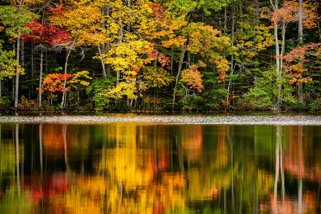 TREE_REFLECTIONS